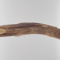 Dragon Wood Perch 12 " by 3/4" - 1.5" 
